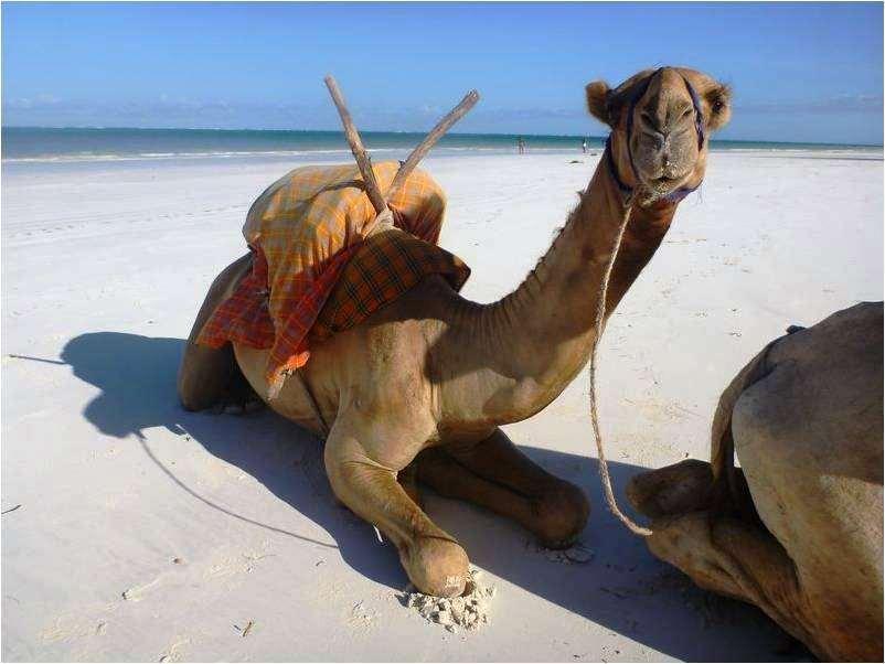 Lantana Galu Beach Diani Beach Doğa fotoğraf
